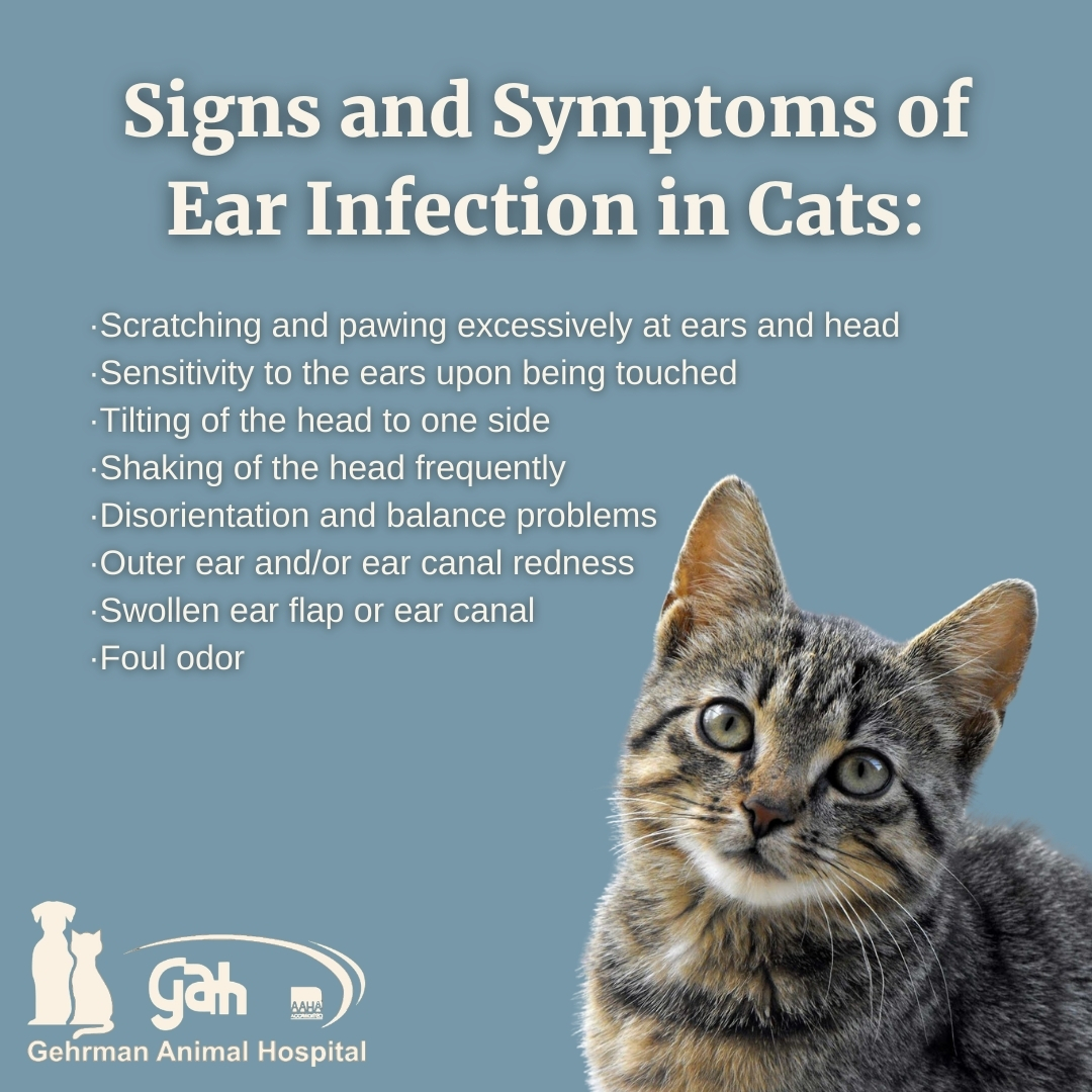 Cat swollen 2024 ear flap