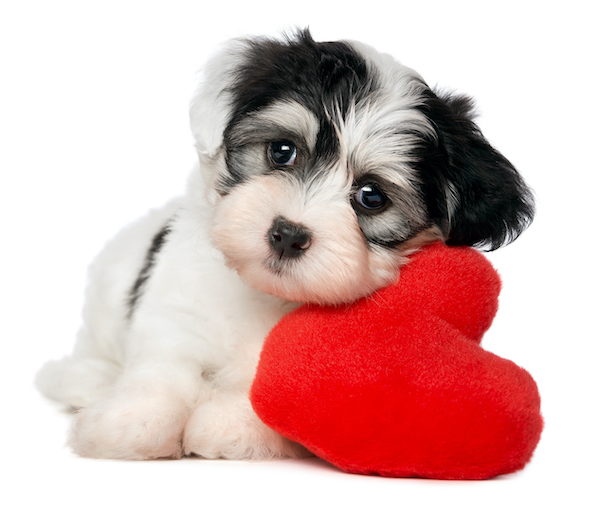puppy and heart