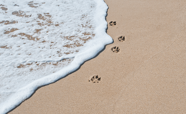 Dog paw prints on wet sand near the shoreline, with ocean waves approaching and partially erasing the tracks.
