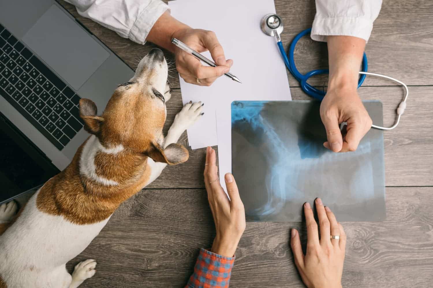 A veterinarian examines a dog's x-ray while another person writes notes, with the dog lying on a table near a laptop and stethoscope.