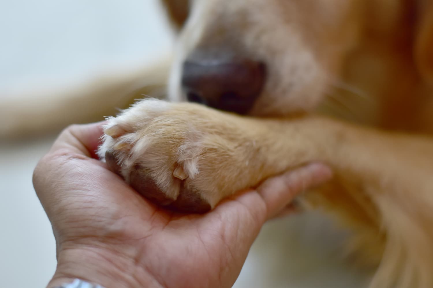 A close-up of a person holding a dog's paw, with the dog's face partially visible in the background.