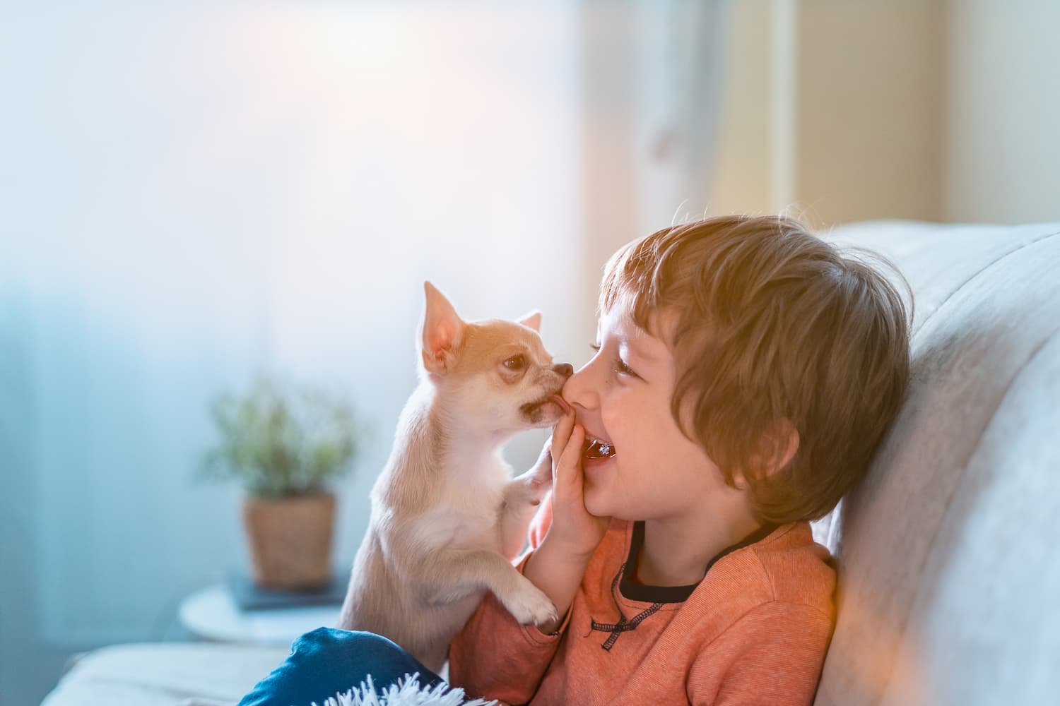 A small dog playfully nuzzles a laughing child’s face as they sit together on a couch in a sunlit room.