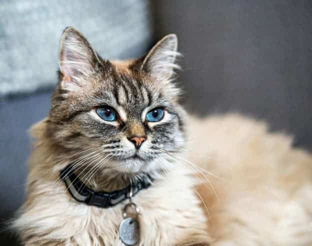 Fluffy light brown cat with blue eyes and a collar with tags, sitting indoors on a soft surface.