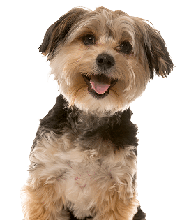 Small dog with medium-length, fluffy brown and black fur sitting and looking forward with its mouth open and tongue out.