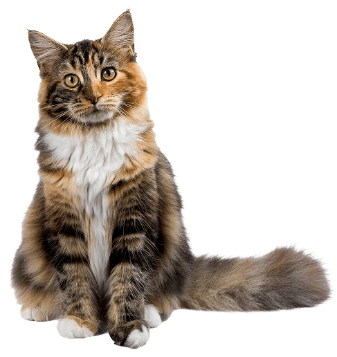 A long-haired, brown and orange tabby cat with white chest fur sits upright, facing forward, with its tail wrapped around its body.