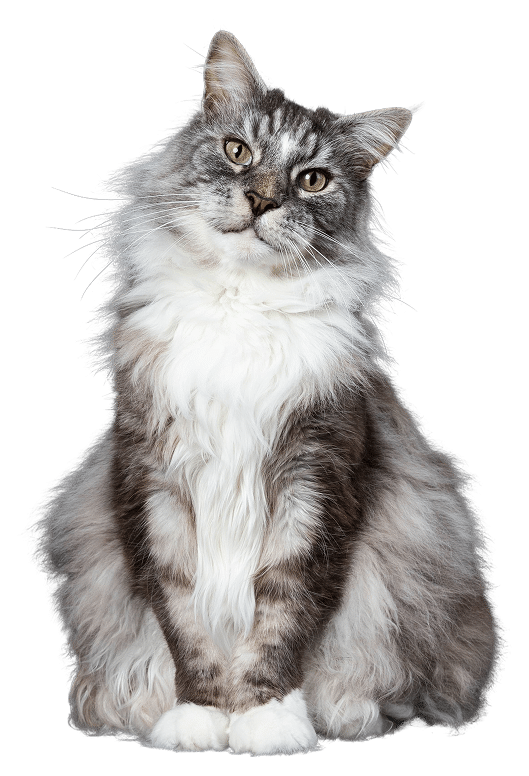 A long-haired gray and white Maine Coon cat sits upright against a plain white background, looking slightly to the side.