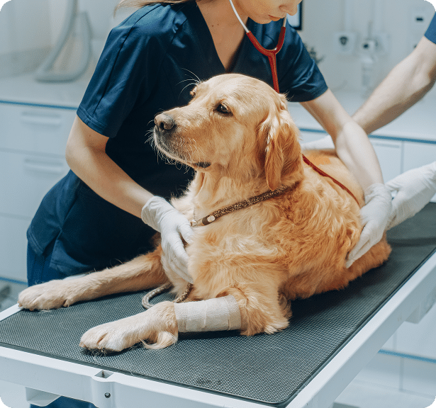 A golden retriever with a bandaged leg lies on an examination table while a veterinarian checks its heartbeat with a stethoscope.