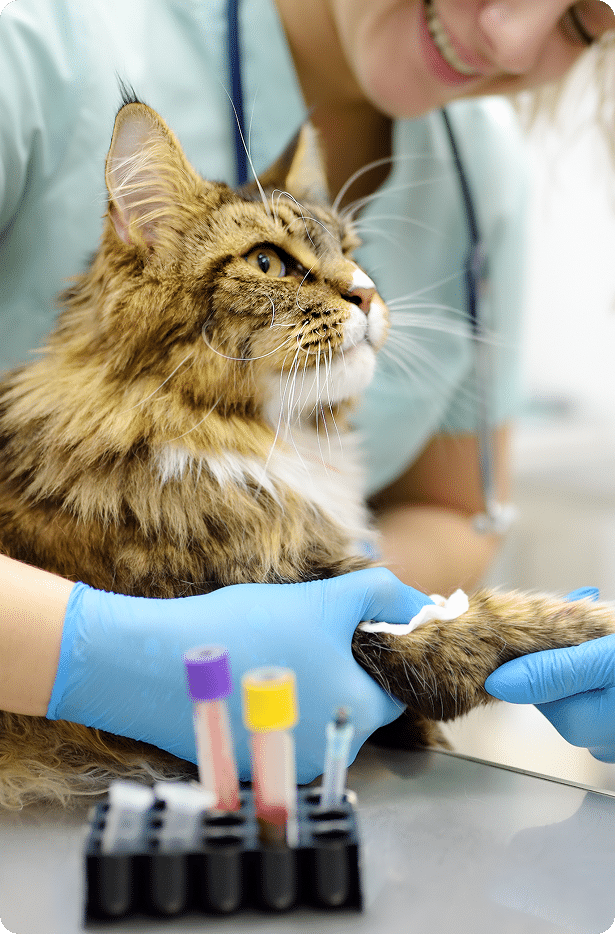 A veterinarian wearing blue gloves draws blood from a large, long-haired cat's leg. Blood sample tubes are visible in the foreground.