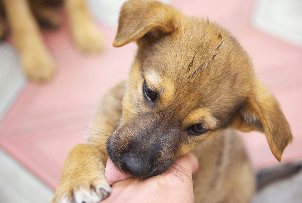 A brown puppy with black markings gently bites a person's hand while looking up, with another dog's legs visible in the background.
