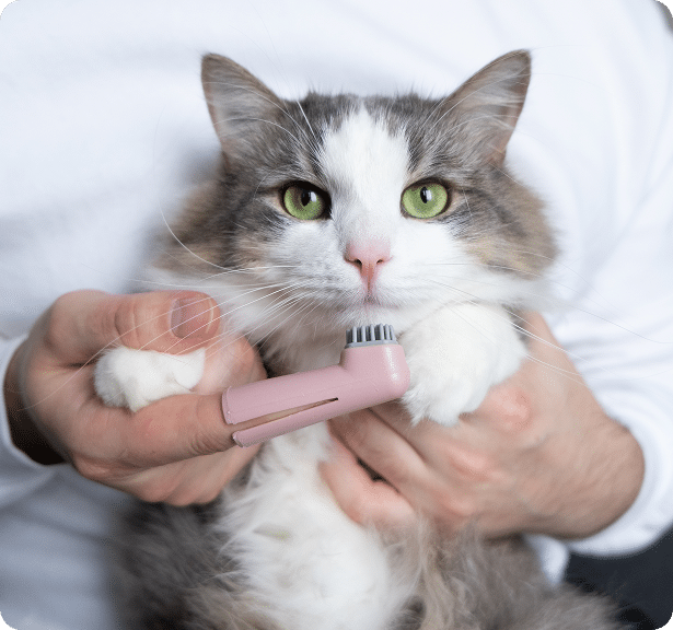 A person holds a fluffy cat while brushing its paw with a small pink brush.