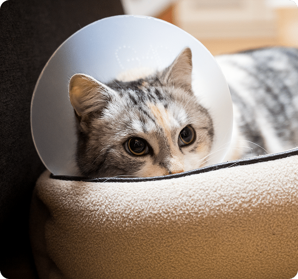 A cat wearing a plastic cone collar rests its head on a soft beige surface.