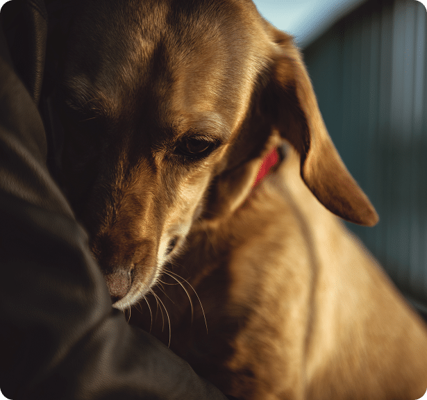 A brown dog with a red collar rests its head on a person's arm, appearing calm and relaxed.