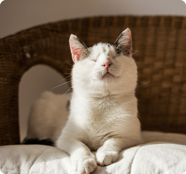 A white and black cat with closed eyes sits on a cushioned chair with a wicker backrest, facing sunlight.