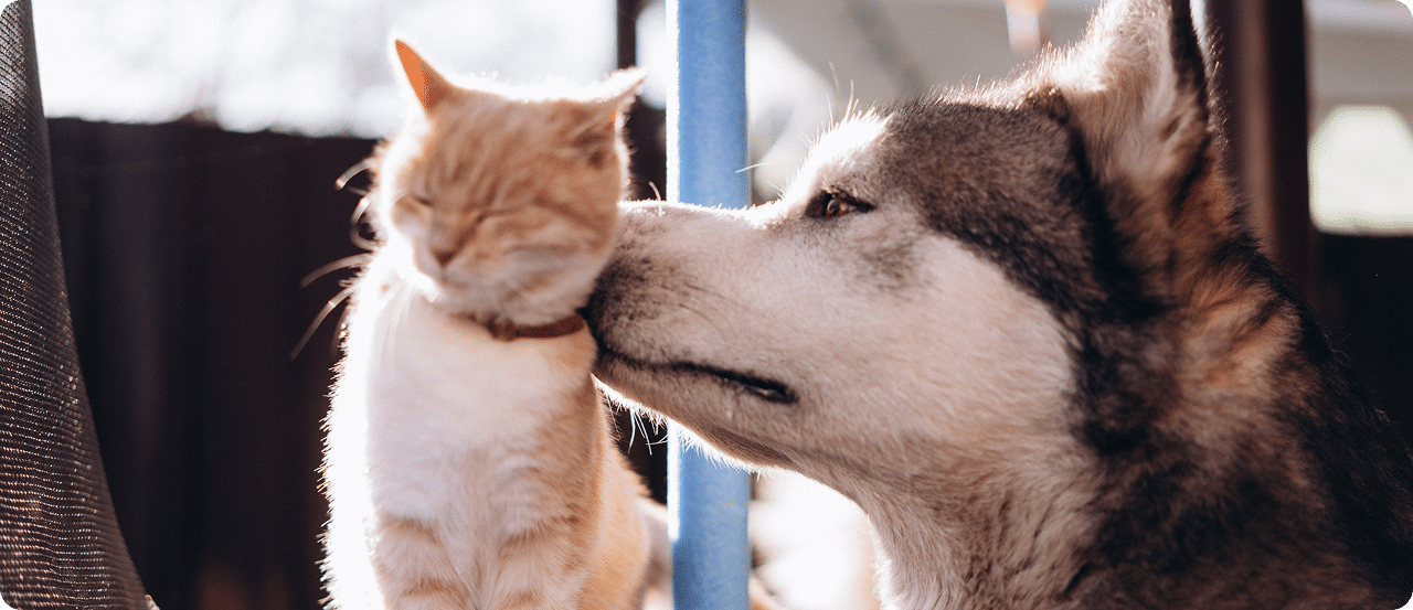 A husky gently nudges an orange and white cat with its nose outdoors, while the cat closes its eyes.