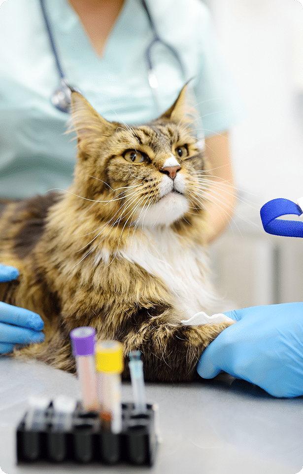A Maine Coon cat at a veterinary clinic is receiving an injection while a vet wearing gloves holds its leg; blood sample tubes are on the table.