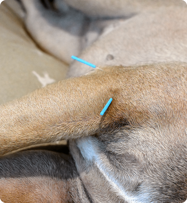 Close-up of a dog's leg with two acupuncture needles inserted into the skin.
