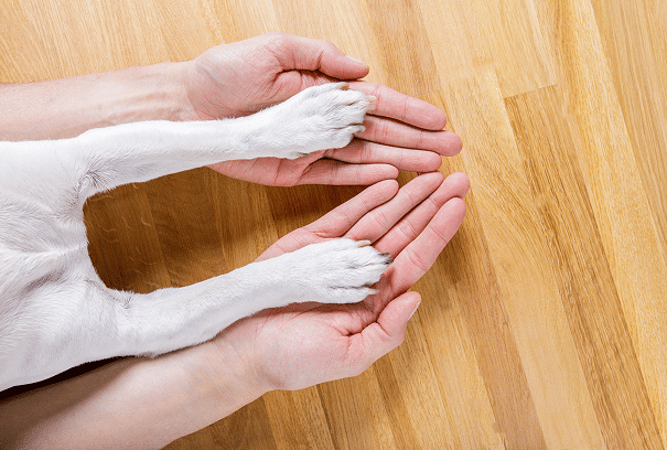Two human hands are open with a dog's front paws resting gently on top of them, all positioned on a wooden floor.