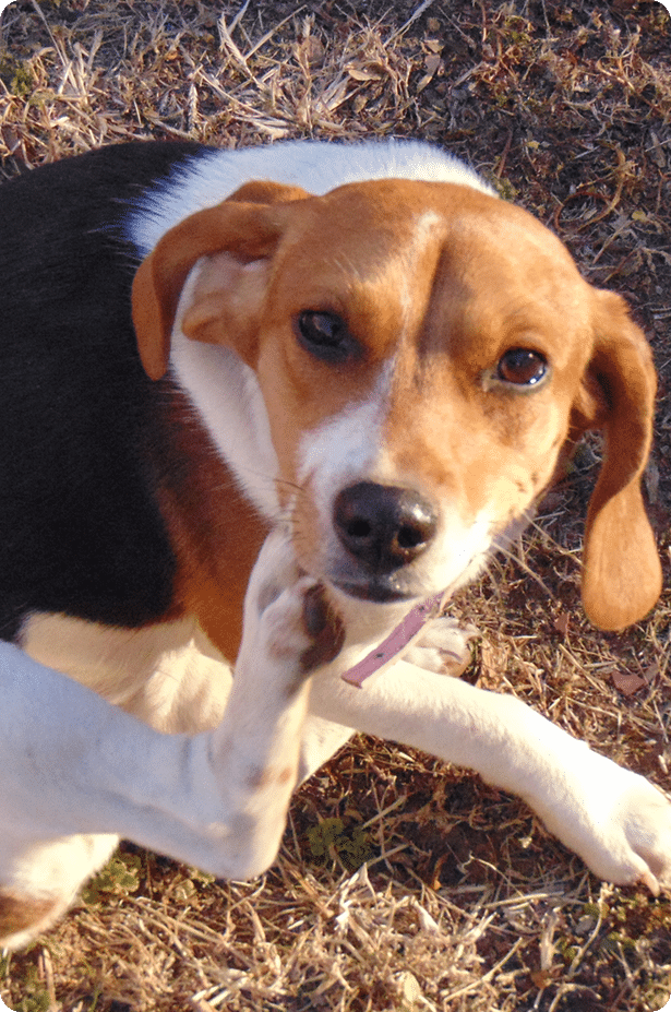 A brown, black, and white dog scratching its face with its hind leg while sitting on dry grass.