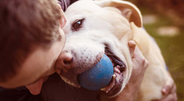 A person hugs a yellow labrador retriever holding a blue ball in its mouth.