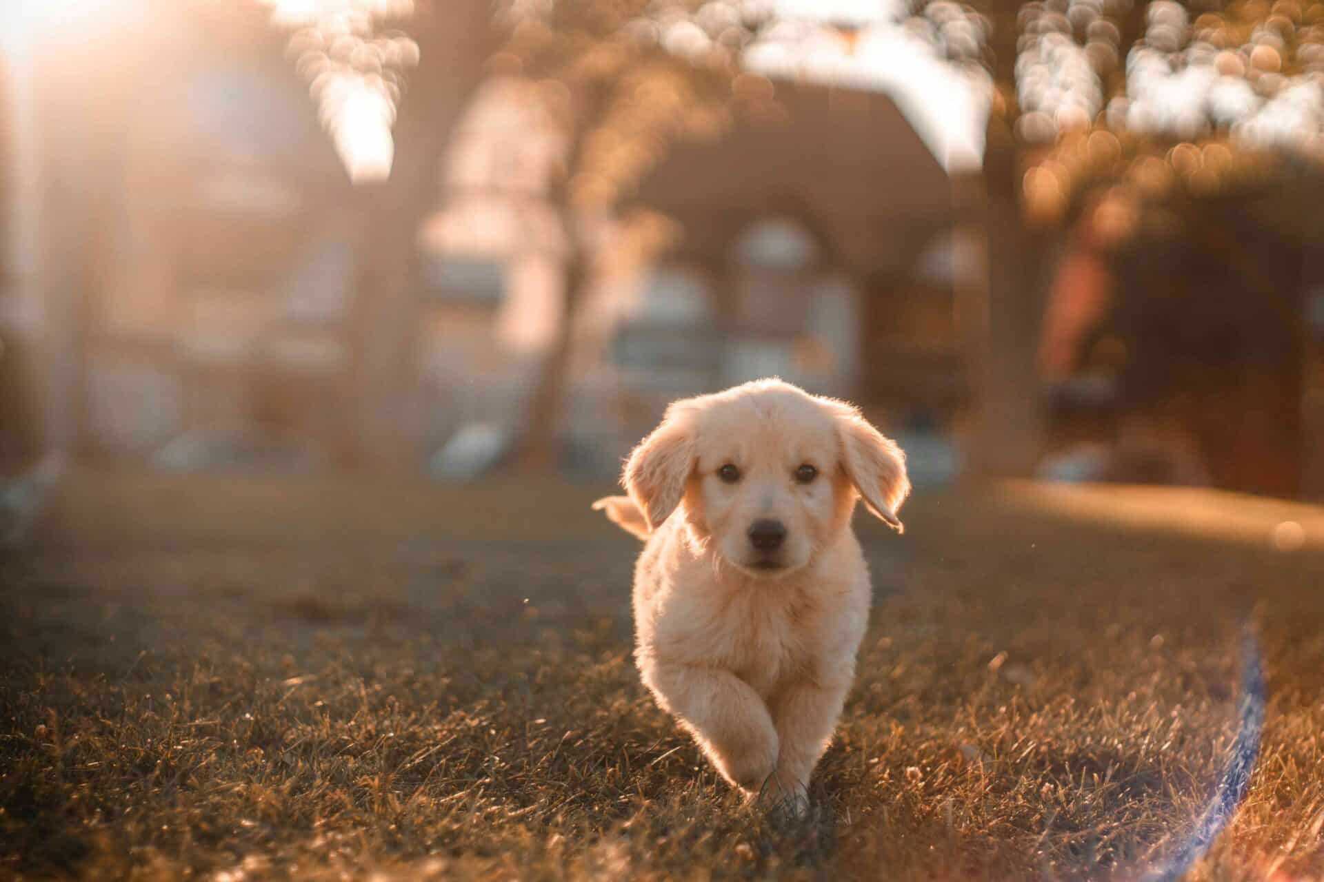 A golden retriever puppy runs toward the camera on a grassy lawn, with warm sunlight and blurred houses in the background.