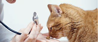 A person uses a stethoscope to examine an orange cat while offering it food on their hand.