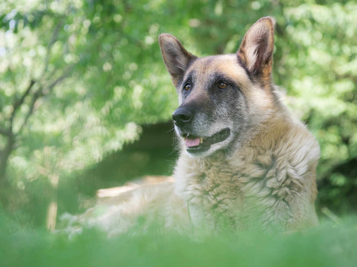 A German Shepherd with a thick coat lies on green grass outdoors, looking alert with ears up, surrounded by blurred foliage.