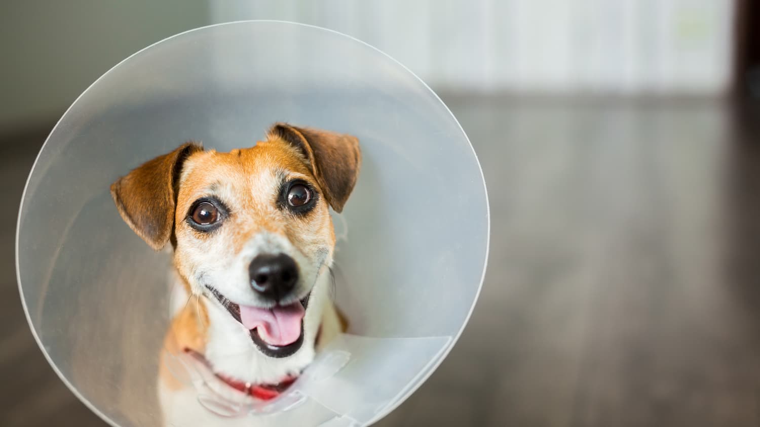A small dog wearing a plastic cone collar sits indoors on a hardwood floor, looking up with its mouth open.