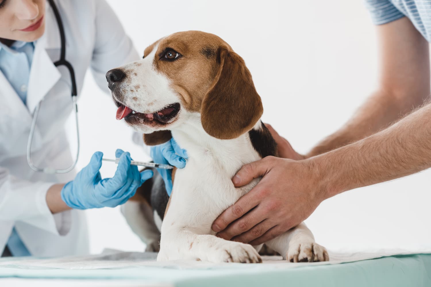 A veterinarian in a white coat and blue gloves gives an injection to a beagle on an exam table, while another person gently holds the dog.