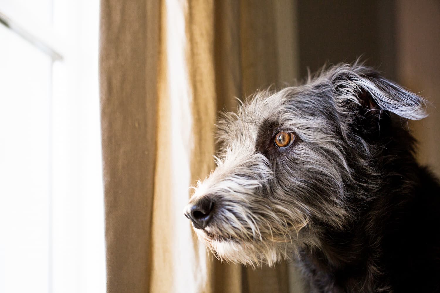 A shaggy gray dog with brown eyes looks out a window, with light coming through beige curtains in the background.