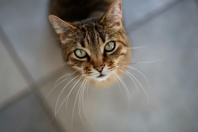 A brown tabby cat with green eyes looks up at the camera while sitting on a tiled floor.