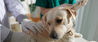 A yellow Labrador retriever being examined by a veterinarian wearing gloves, with another person holding a tablet in the background.