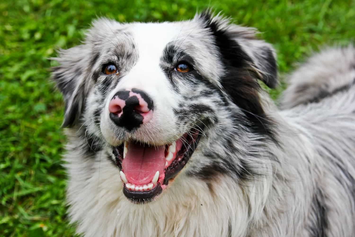 A close-up of a happy, fluffy dog with a black-and-white merle coat, open mouth, and pink spotted nose, standing on green grass.