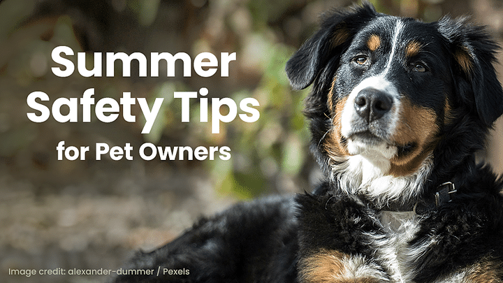 A black and brown dog lies outdoors next to white text that reads, "Summer Safety Tips for Pet Owners.