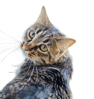 Tabby cat with green eyes looking over its shoulder, facing the camera against a white background.
