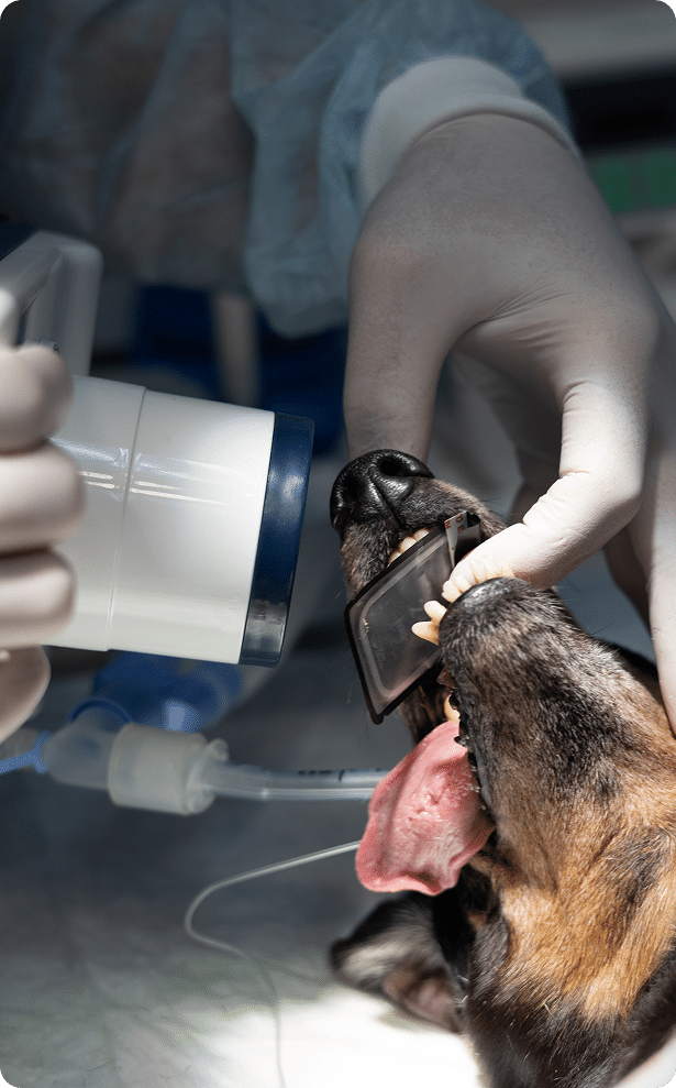 A veterinarian holds a dog's mouth open while taking a dental X-ray; the dog is under anesthesia with a breathing tube inserted.