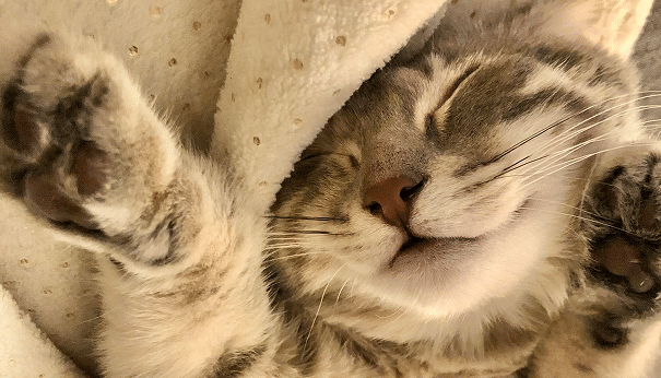 A close-up of a tabby cat sleeping on its back with its front paws raised, resting on a cream-colored blanket.