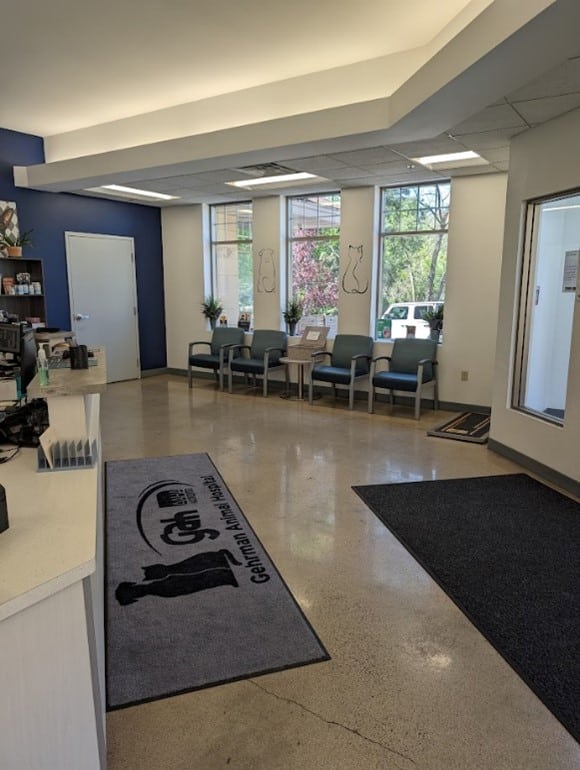 A clean veterinary clinic waiting room with blue chairs, animal-themed wall art, large windows, and a reception desk with a "Cat and Dog" logo on a floor mat.