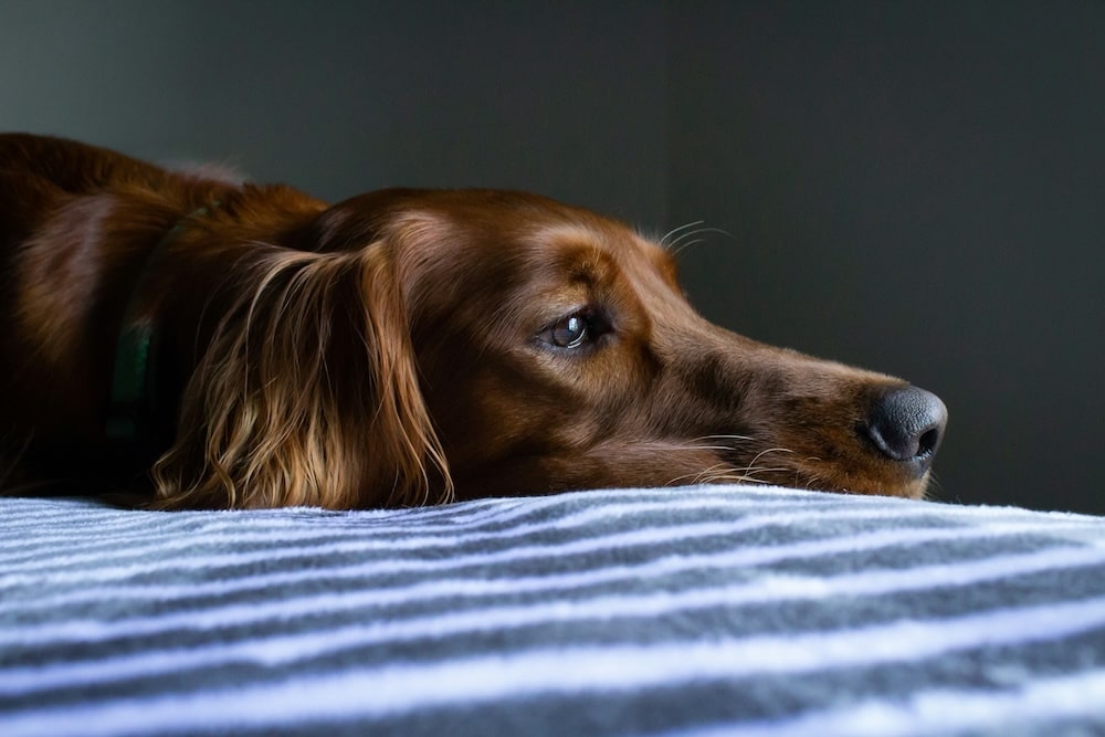 A brown dog with long ears lies on a striped blanket, resting its head and looking off to the side in soft, natural light.
