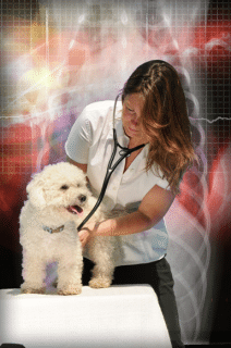 A veterinarian listens to a small white dog's chest with a stethoscope, with a medical graphic background behind them.